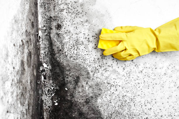 Best Attic Mold Removal  in Lake Park, FL